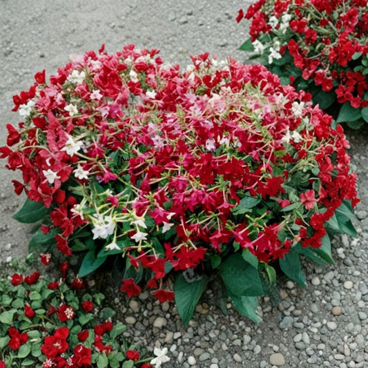 Nicotiana Alata Seeds – 5,000 Bulk Jasmine Tobacco Night Fragrant Flower Pollinator Garden Plant
