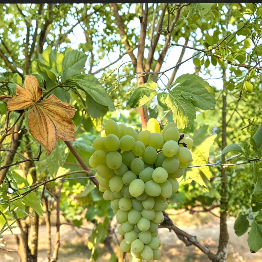 5 Neptune Seedless Table Grape Cuttings – Vitis vinifera Live Propagation, Sweet Seedless Grape Variety for Home Gardening