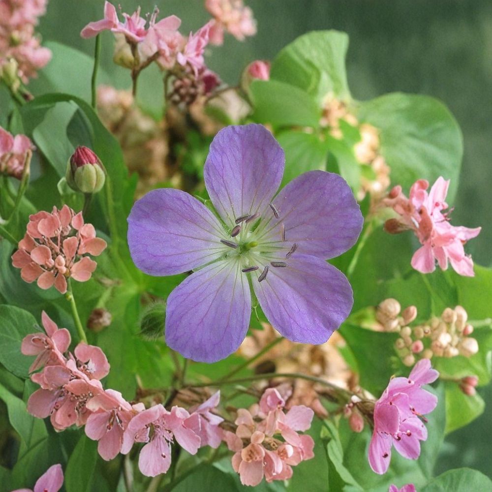 Wild Geranium Cranesbill Bare Roots – 5 Live Plants, Native Woodland Wildflower, Shade-Loving Perennial, Pollinator Friendly, Easy to Grow