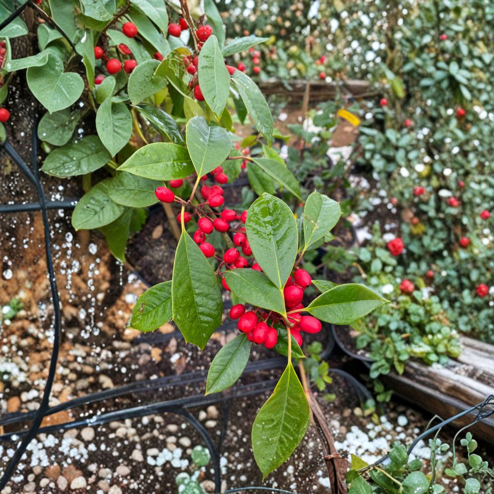 Chief Paduke American Holly Live Plant – Female Evergreen Ilex opaca with Orange Red Berries – Native Landscape Tree in Quart Pot