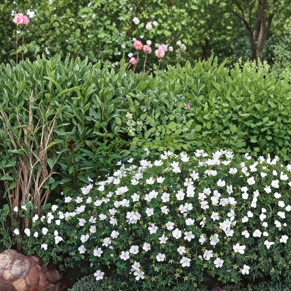 Album White Cranesbill Geranium Seeds – Hardy Perennial, Pollinator Friendly, Pure White Blooms, Easy to Grow, 25+ Seeds Included