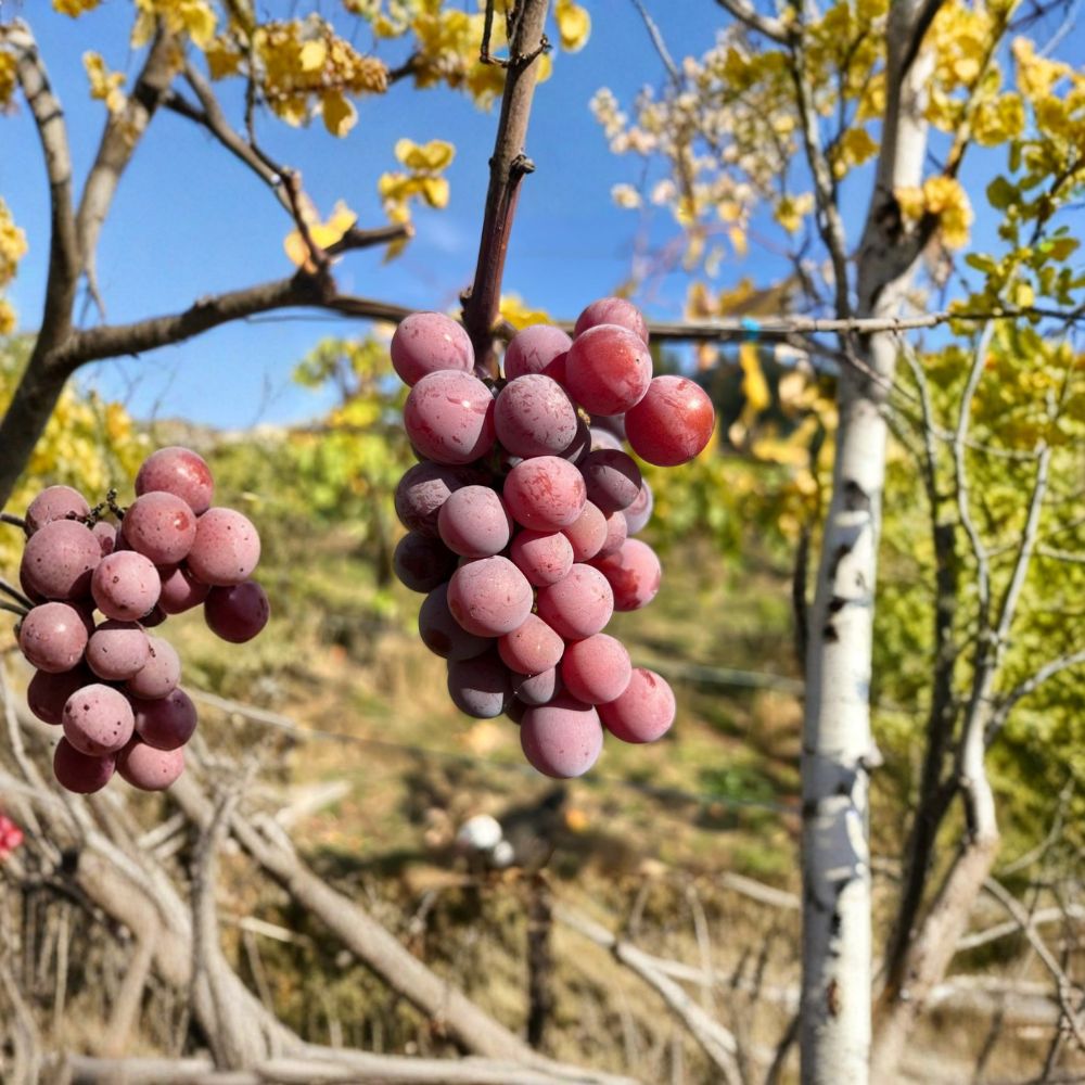 Yates Seeded Grape Plant – Vitis labrusca Live Vine in Nursery Pot, Late Season Red Grape, Hardy Backyard Vineyard Plant
