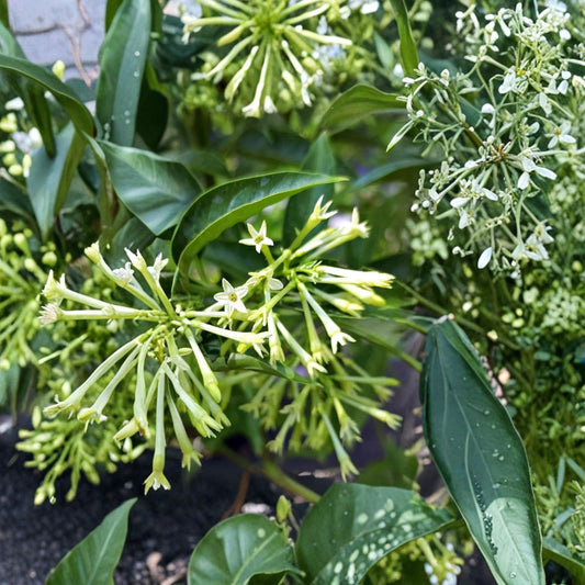 Night Blooming Jasmine Plant – Live Fragrant Shrub Cestrum nocturnum for Patio & Garden, Evening Scented Flower