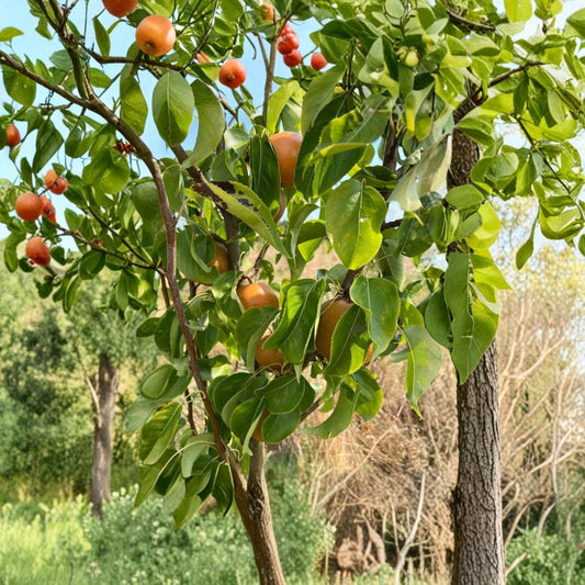 Korean Noryang Giant Asian Pear Tree – Pyrus pyrifolia Live Bare Root Tree – Extra Large Sweet Juicy Pear – Premium Fruit Tree