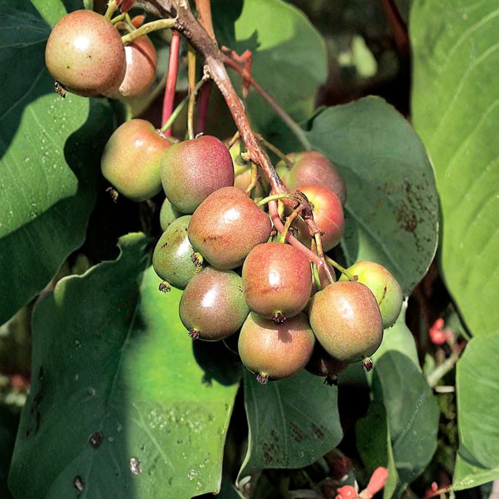 Geneva Hardy Kiwi – Female Live Rooted Vine | Fuzzless Edible Kiwi | Zones 4–8 Actinidia deliciosa