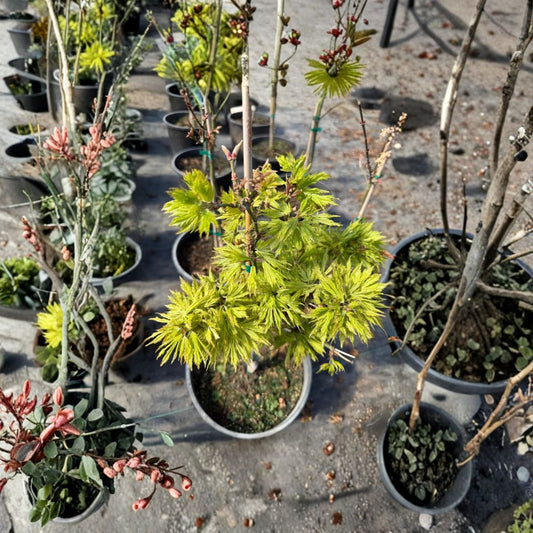 Japanese Maple Tree Acer palmatum ‘Sister Ghost’ | Golden Fall Foliage | #3 Container | Unique White-Gold Leaves