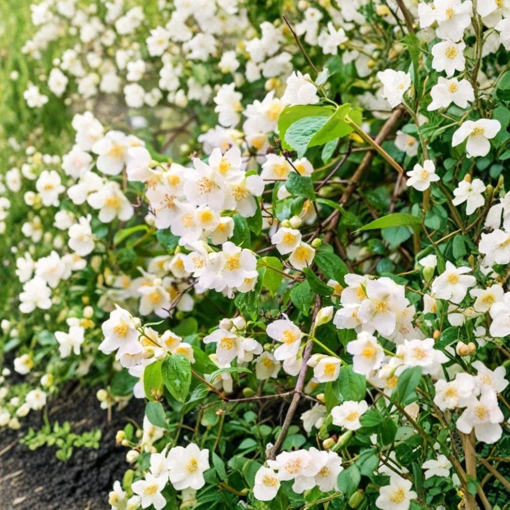 Sweet Mock Orange Plants – Philadelphus coronarius Bare Root Shrubs 12–24" with Fragrant White Blooms, Garden Starter Plants