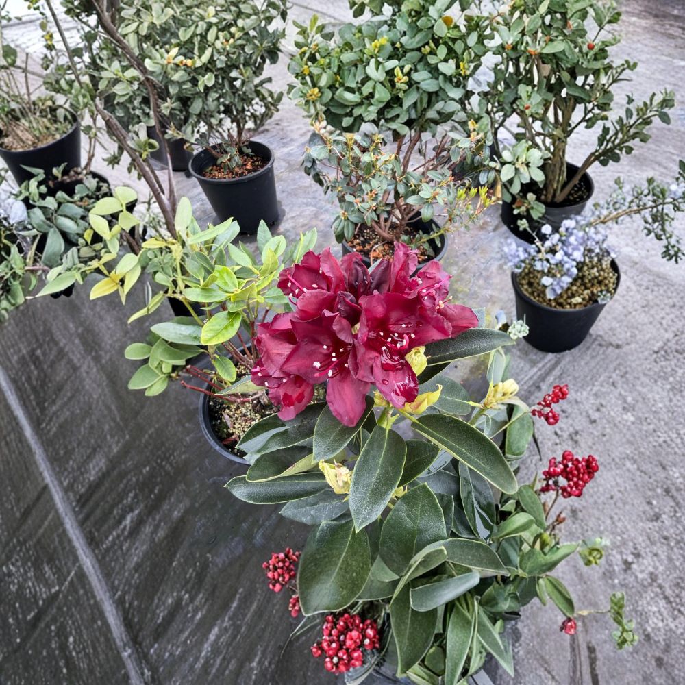 Rhododendron ‘Dark Lord’ Live Evergreen Shrub | Deep Maroon Blooms | Cold Hardy Landscape Plant | #2 Container Grown