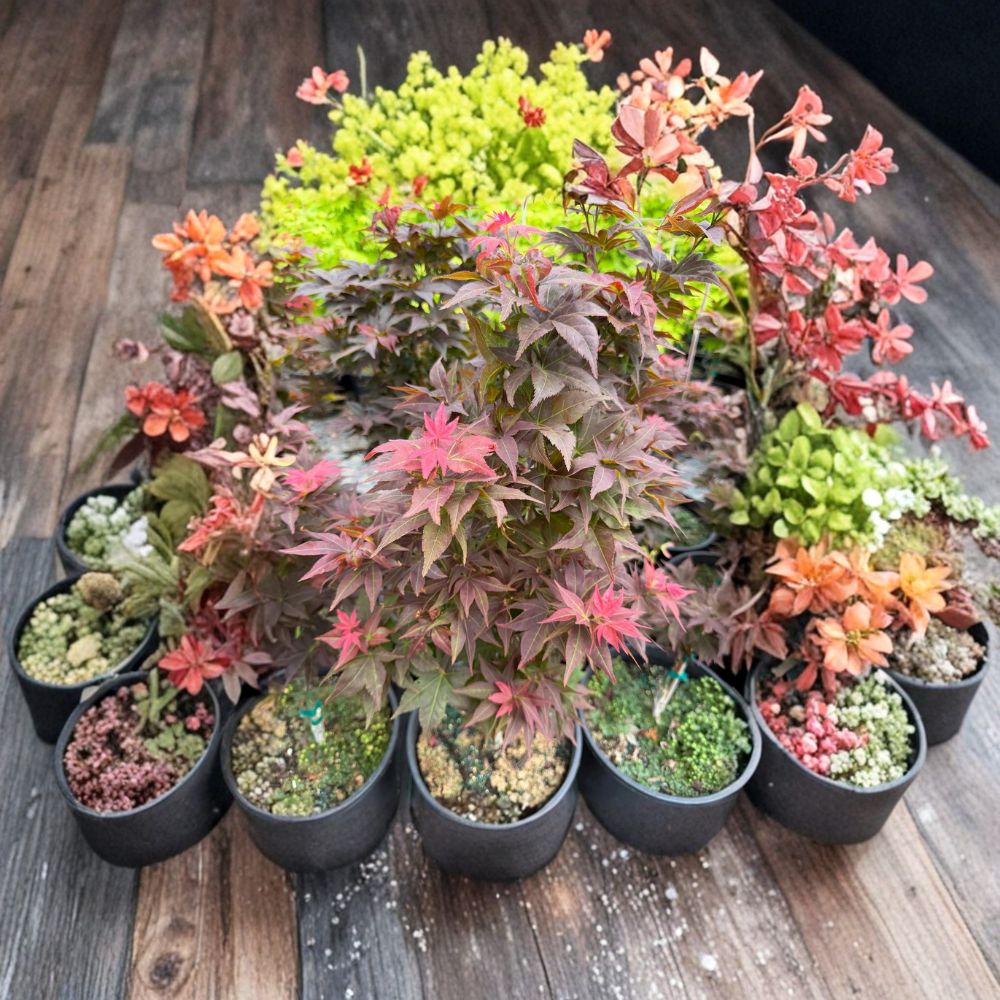 Acer palmatum ‘Ruby Stars’ Dwarf Japanese Maple Live Tree – Bonsai-Style, Red Foliage, 20–25 Inches, #3 Container