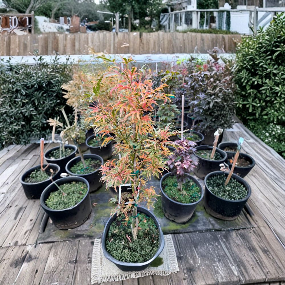 Acer palmatum ‘Manyo no Sato’ – Rare Variegated Japanese Maple in #3 Container with Colorful Seasonal Foliage