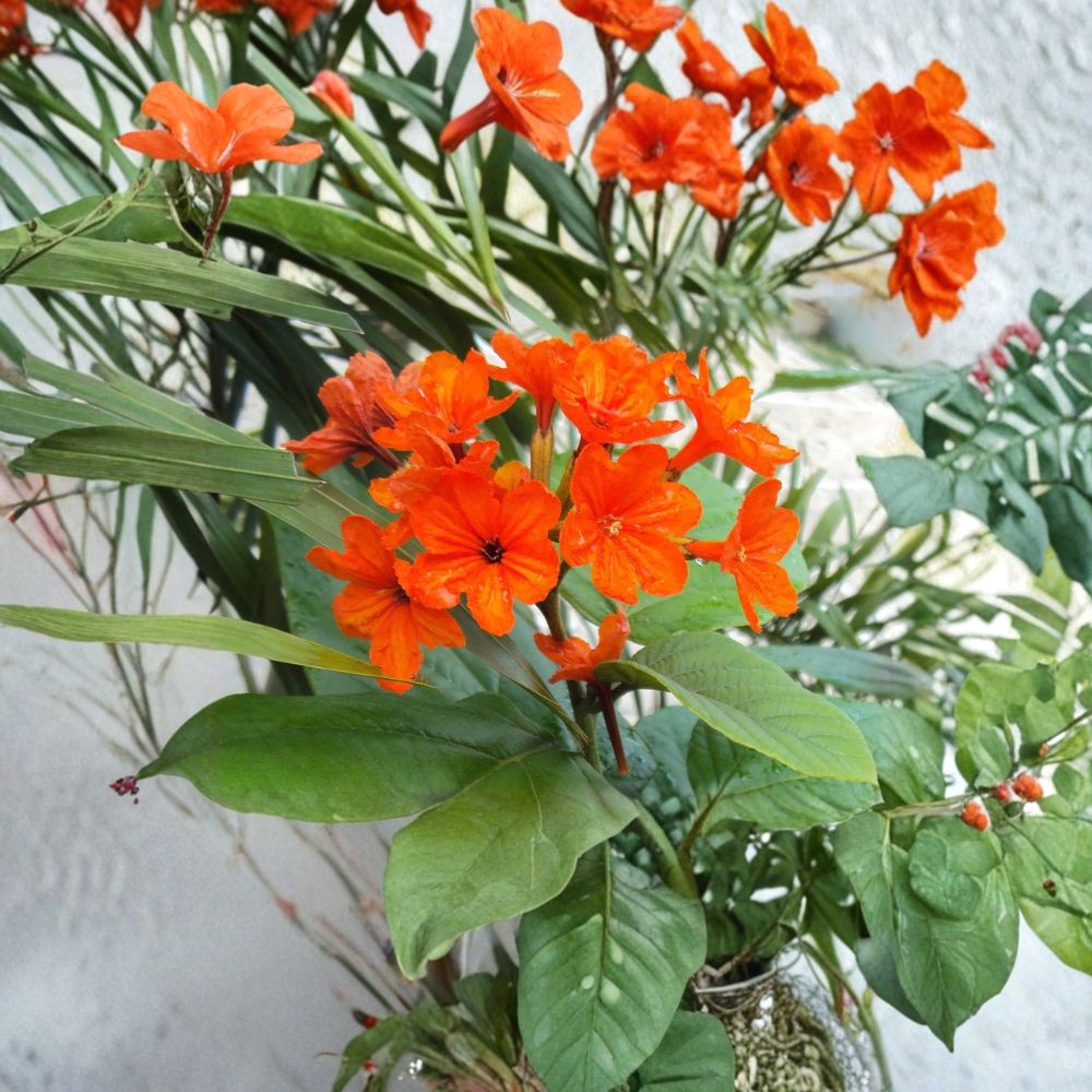 Geiger Tree Seeds – Cordia sebestena, 5 Pack, Tropical Orange Flower, Pollinator-Friendly Exotic Garden Plant