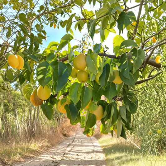 Honey Jar Asian Pear Tree – Pyrus pyrifolia Bare Root Fruit Tree – Very Sweet, Juicy, Early Ripening Pear Variety for Backyard Orchard