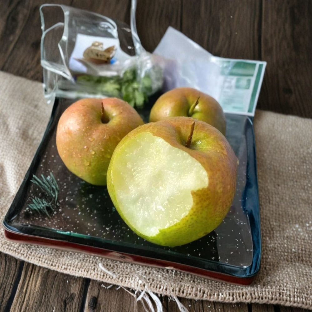 Yulu Fragrant Pear Tree – Live Bare Root Pyrus pyrifolia Asian Pear Variety with Sweet Juicy Fruit
