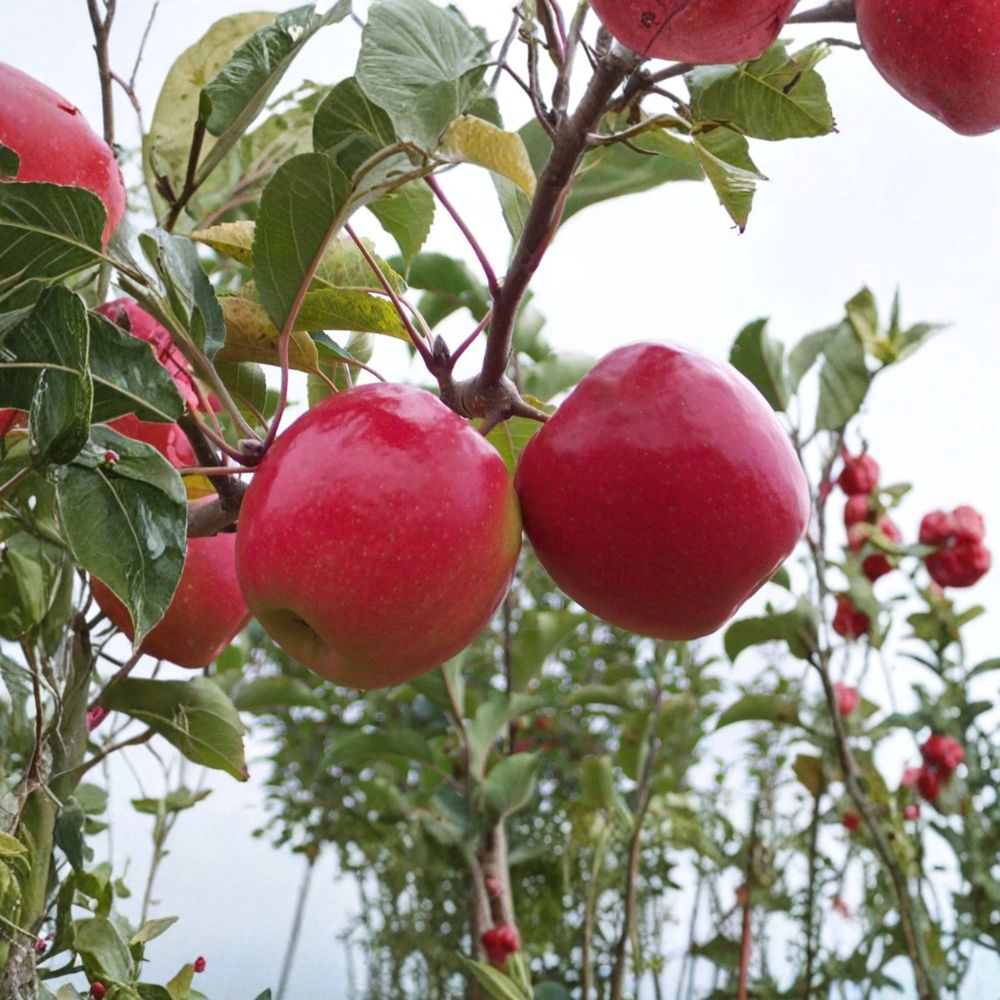 Pink Lady Apple Tree – Live Bare Root Tree, Crisp Sweet Tart Apples, Malus domestica, M7 Rootstock, 32–36 Inches Tall