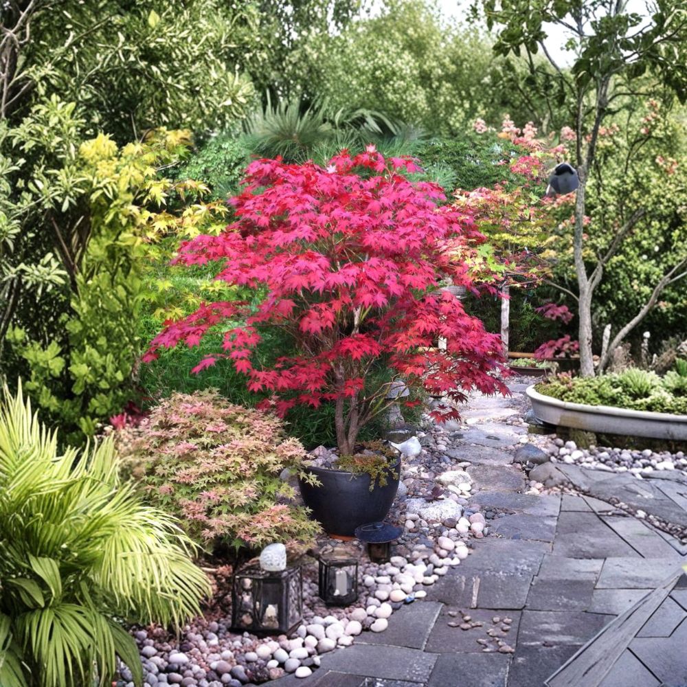 Bloodgood Japanese Maple Tree – Acer palmatum ‘Bloodgood’ Live Tree in #3 Container, Upright Red Maple, Landscape Favorite