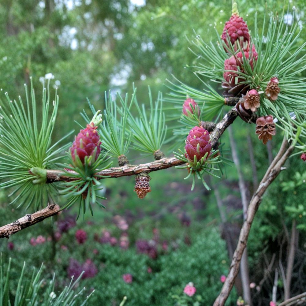 Tamarack American Larch Live Native Deciduous Conifer Quart Pot Larix laricina Cold Hardy Tree