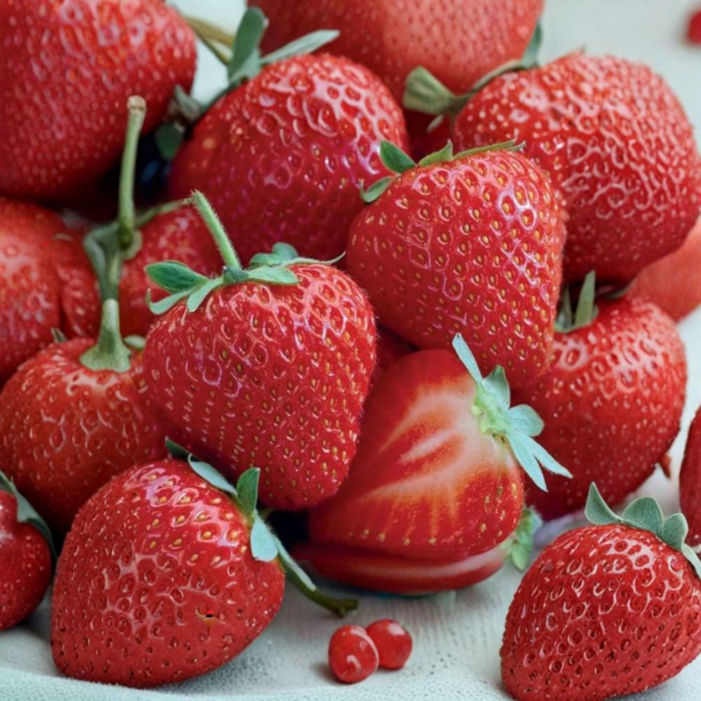 Allstar Strawberry Plants – 5 Live Strawberry Roots for Zones 4–8 | Sweet Midseason Berries | Fragaria × ananassa