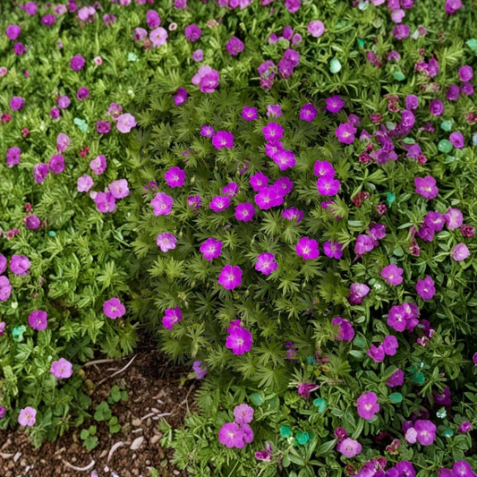 Max Frei Geranium Seeds – Bloody Cranesbill, Red Perennial Ground Cover, Hardy Flower, Easy to Grow, 25+ Seeds Included