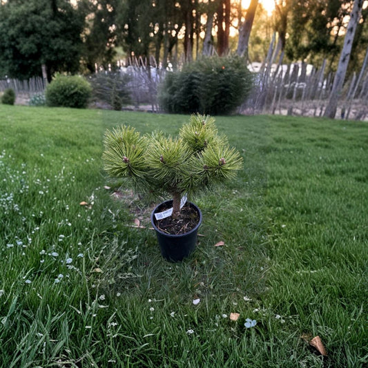 Japanese Red Pine Live Evergreen Conifer - 1 Gallon Pot, Pinus densiflora, Compact Landscape Pine