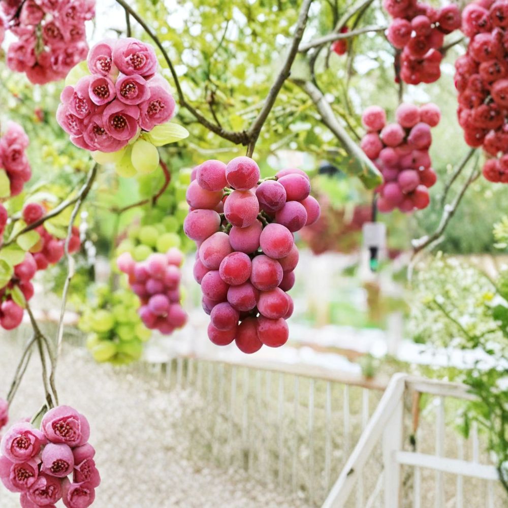 Queen Nina Japanese Grape Vine – Vitis vinifera Bare Root Live Plant on 3309C Rootstock, Premium Red Table Grape, クイーンニーナ
