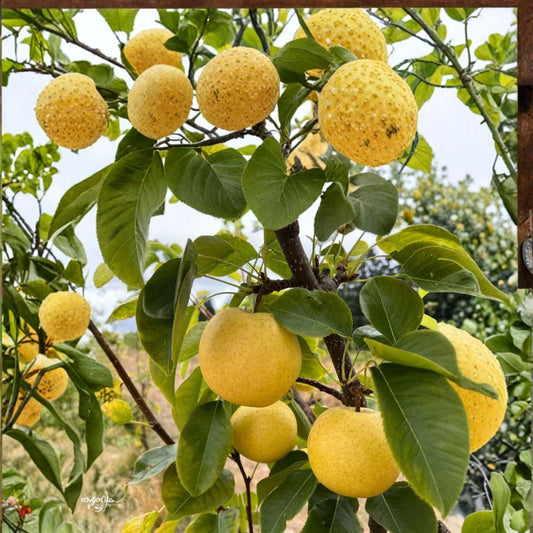 Korean Golden Pear Tree – Pyrus pyrifolia Live Tree in Nursery Pot, 32–36 Inches, Asian Pear Variety, Sweet Crisp Fruit Tree