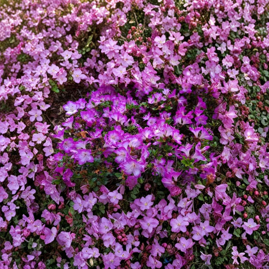 Mangetsu Evergreen Azalea Rhododendron ‘Mangetsu’ White Blooms with Purple Edges Container Plant
