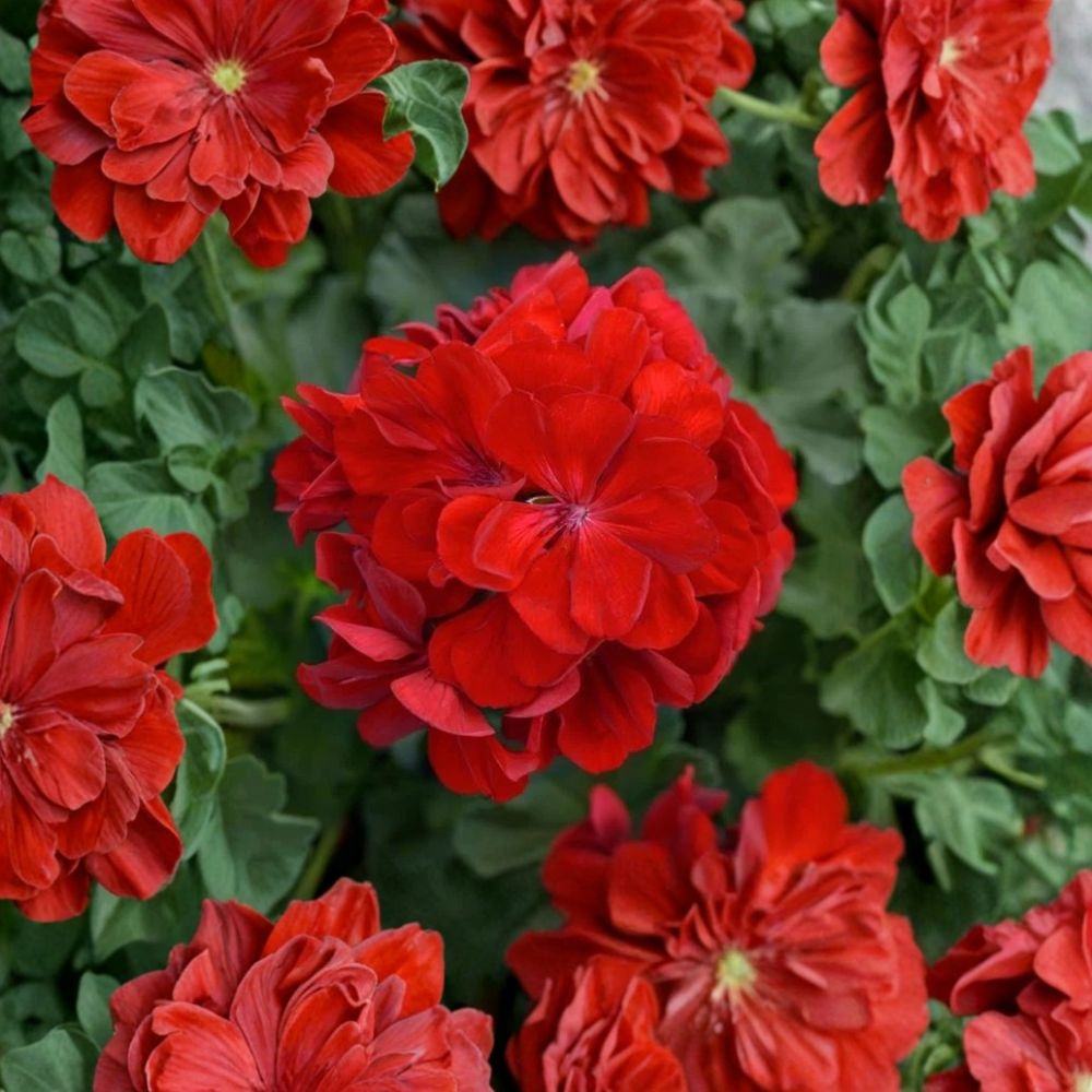 Red Geranium Cuttings – Pelargonium Live Plant | 8–10 Inch Unrooted Cuttings | Classic Red Blooms | Patio & Container Friendly