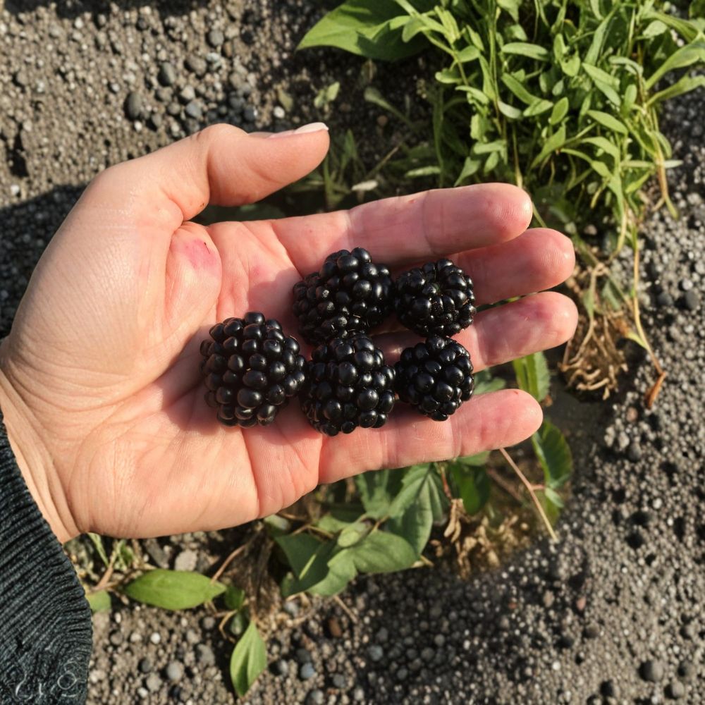 Ponca Thornless Blackberry Plant – Live Rooted Berry Bush for Zones 5–9 – Sweet Upright Edible Fruit Plant