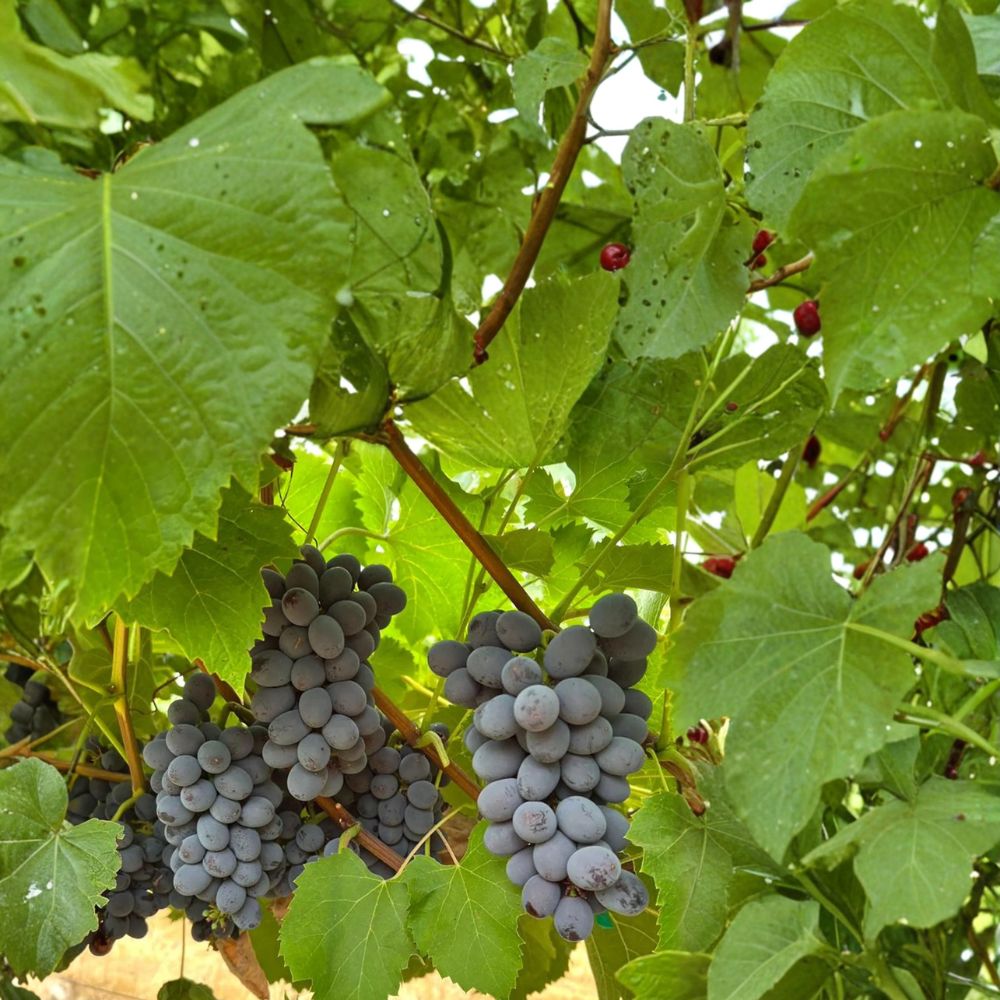 Black Seedless Muscat Grape Cuttings – Vitis vinifera, Sweet Aromatic Table Grape, Live Propagation Set, Easy Home Growing, US Seller