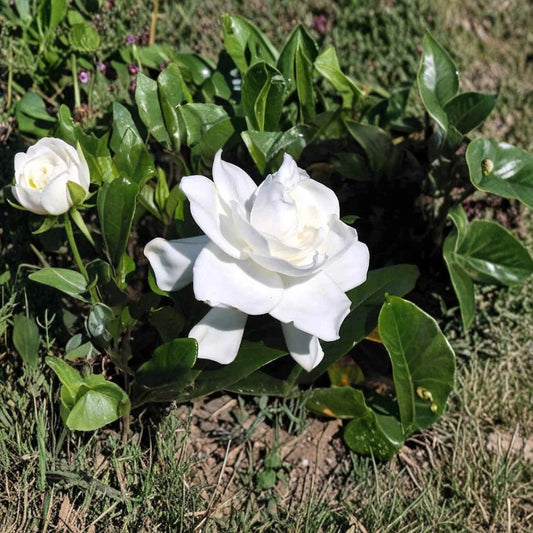 Heirloom Gardenia Plant – Gardenia jasminoides Bare Root Shrub with Fragrant White Blooms, 1.5–2 Ft Live Garden Plant