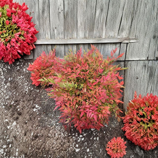 Moon Bay Heavenly Bamboo Nandina domestica ‘Moon Bay’ Dwarf Evergreen Shrub Red Winter Foliage Container Plant