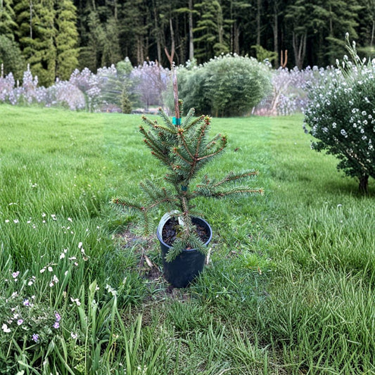 Hereny Norway Spruce Dwarf Evergreen Conifer | 1-Gallon Pot | Picea abies Compact Globe Spruce for Garden or Indoor