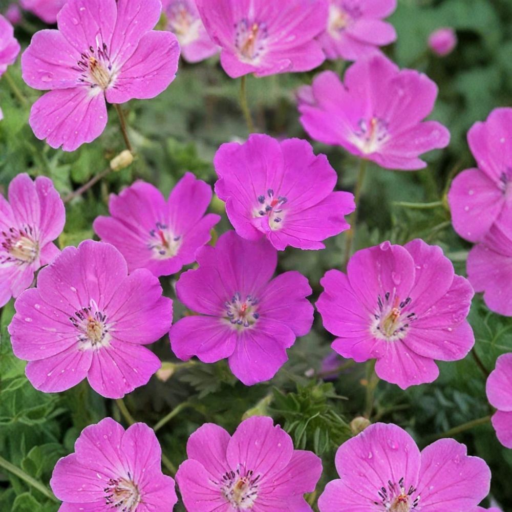 Geranium Sanguineum Bare Roots – Max Frei Hardy Cranesbill Perennial with Magenta Pink Flowers, 2 Live Roots, Ground Cover Plant