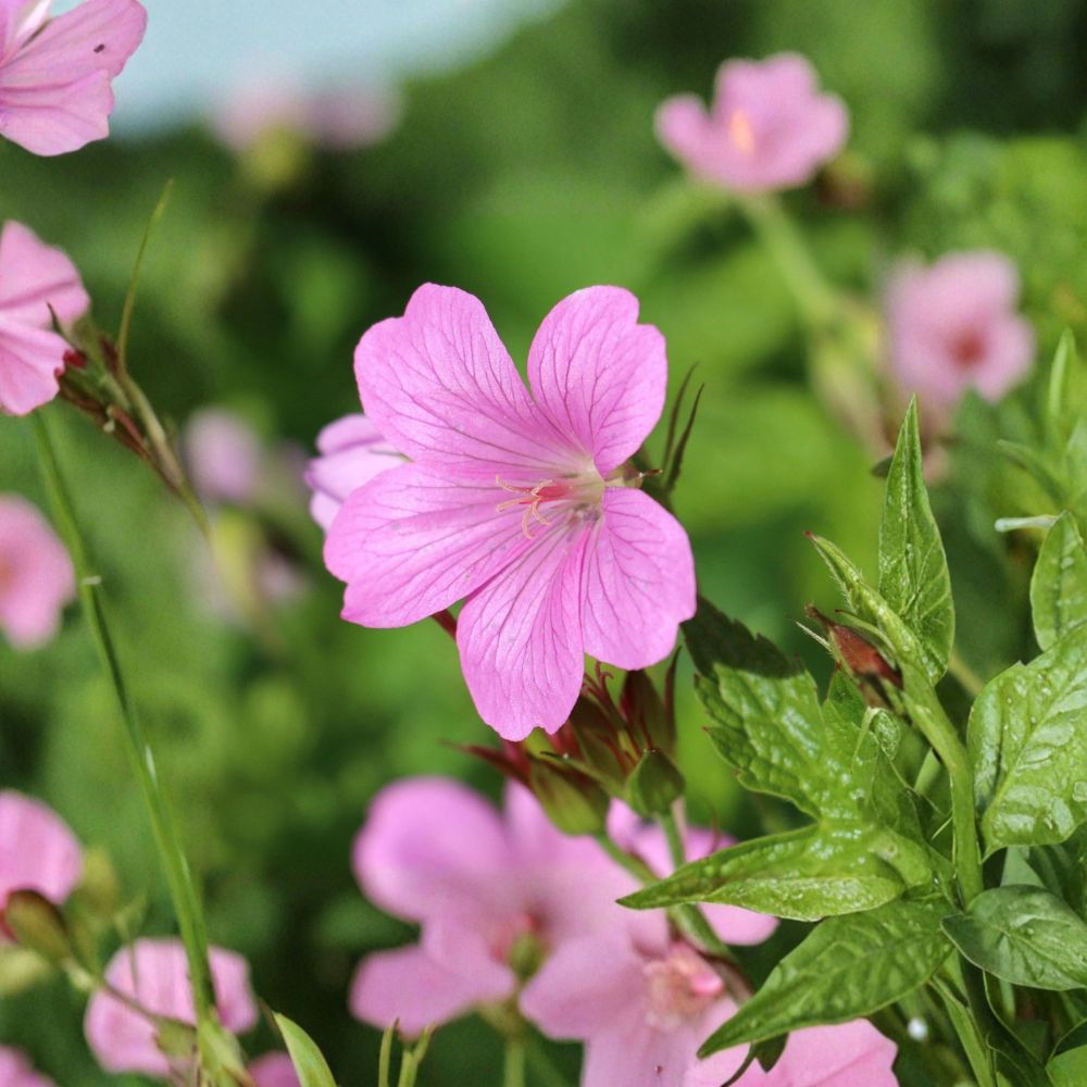 Geranium Tapestry Mix Bare Root Plants – Hardy Cranesbill Perennial with Mixed Color Flowers for Garden Borders