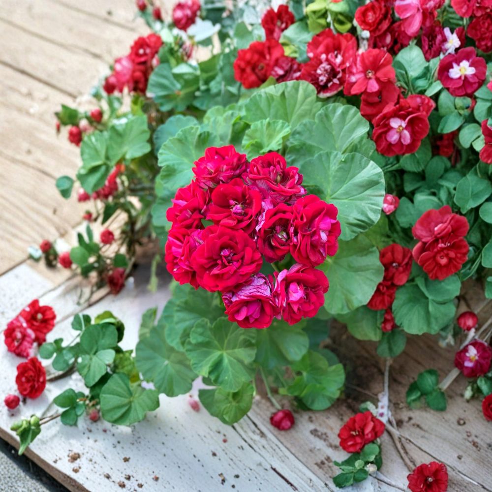 Double Red Geranium Cuttings – Pelargonium, 4 Fresh Live Plantings, Rare Double Bloom Flowers, Easy to Root Patio Plant