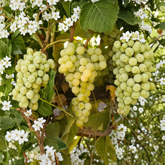 Marquis Seedless Table Grape Plant – White Seedless Grape Vine, Cold Hardy Edible Fruit Vine, Vitis vinifera