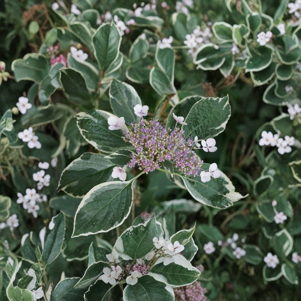 Mariesii Variegata Hydrangea – Live Flowering Shrub in 2 Gallon Pot, Variegated Lacecap with Pink or Blue Summer Blooms