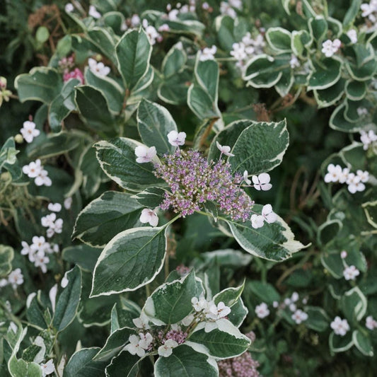 Mariesii Variegata Hydrangea – Live Flowering Shrub in 2 Gallon Pot, Variegated Lacecap with Pink or Blue Summer Blooms