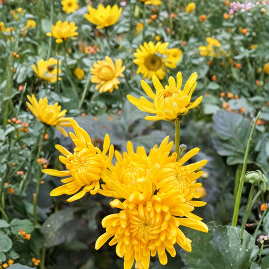 Japanese Golden Crown Mum Plant – Chrysanthemum Perennial Flower in Nursery Pot with Large Golden Blooms, Ornamental Garden Mum (皇冠菊花 クラウン菊)