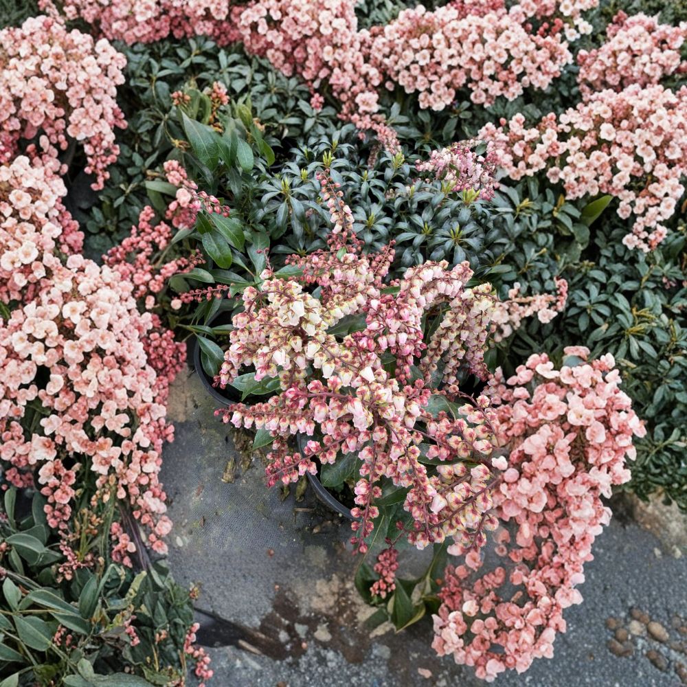 Pieris japonica ‘Valley Fire’ Evergreen Shrub – Red Spring Foliage & White Bell Flowers – Container Size