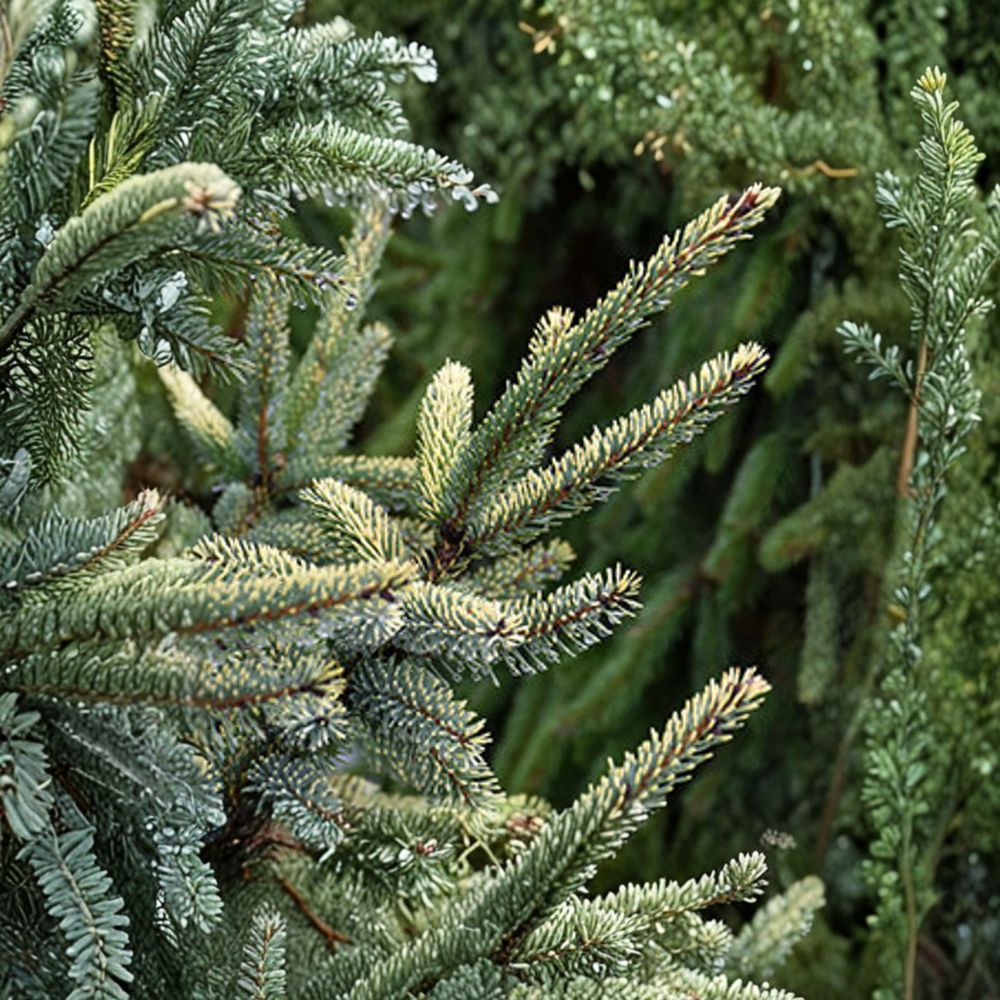 Aureovariegata Black Spruce Live Conifer Plant | Variegated Evergreen Picea mariana in 1 Gallon Pot