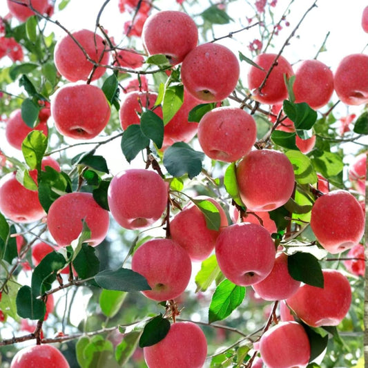 Japanese Fuji Apple Tree – Live Bare Root Malus domestica, Sweet Crisp Fuji Apple Variety, 32 Inches Tall