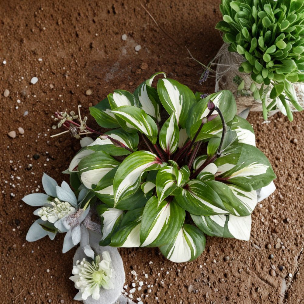 Raspberry Sundae Hosta – Live Bare Root Perennial, Variegated Shade Plant with Raspberry Red Stems, Division Starter, Low-Light Garden Plant