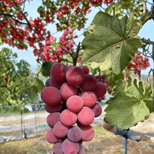 Japanese Queen Nina Grape Vine – Vitis vinifera Bare Root Plant, Premium Red Table Grape, クイーンニーナ 葡萄