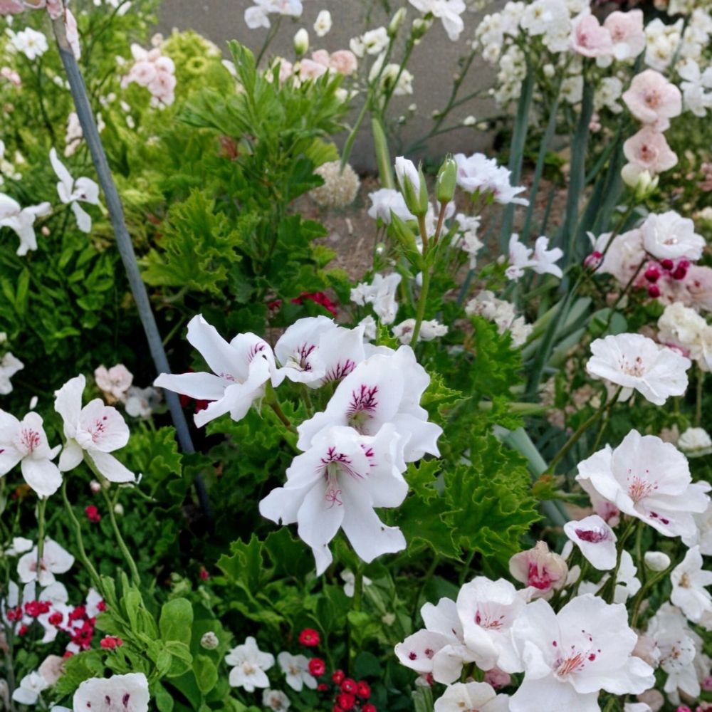 White & Purple Regal Geranium Cuttings – 3 Live 6-Inch Pelargonium Fancy Plant with Orchid-Like Blooms for Patio & Container Gardening