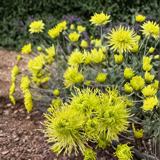 Green Chrysanthemum Plant – Live Perennial Flower in 5-Inch Nursery Pot | Vibrant Green Garden Mum | Chrysanthemum morifolium