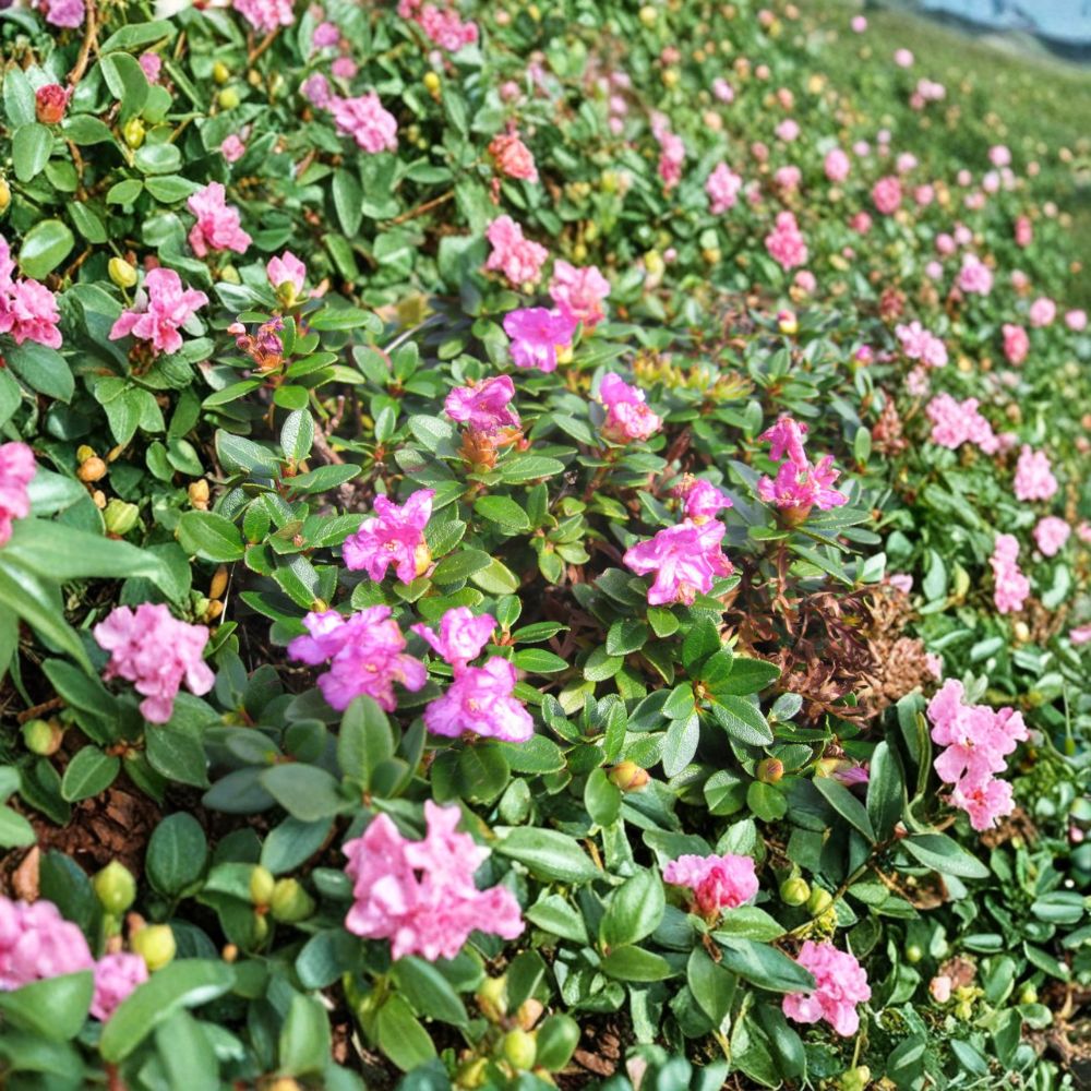 Rhododendron myrtifolium – Compact Evergreen Shrub with Lilac Pink Blooms, Cold Hardy Dwarf Plant, Container Size