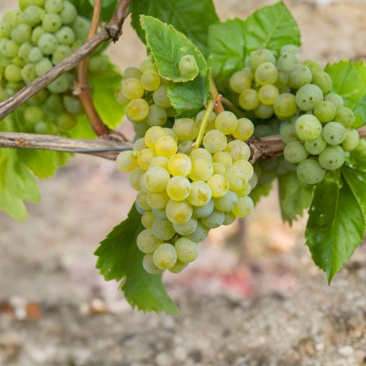 Müller-Thurgau Grape Plant – Vitis vinifera Live Vine in Nursery Pot, White Wine Grape, Early Ripening, Aromatic Backyard Vineyard Plant