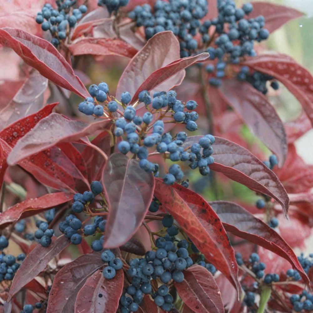Winterthur Smooth Viburnum – Live Native Shrub in 4 Inch Pot with Colorful Berries and Brilliant Fall Foliage – Viburnum nudum