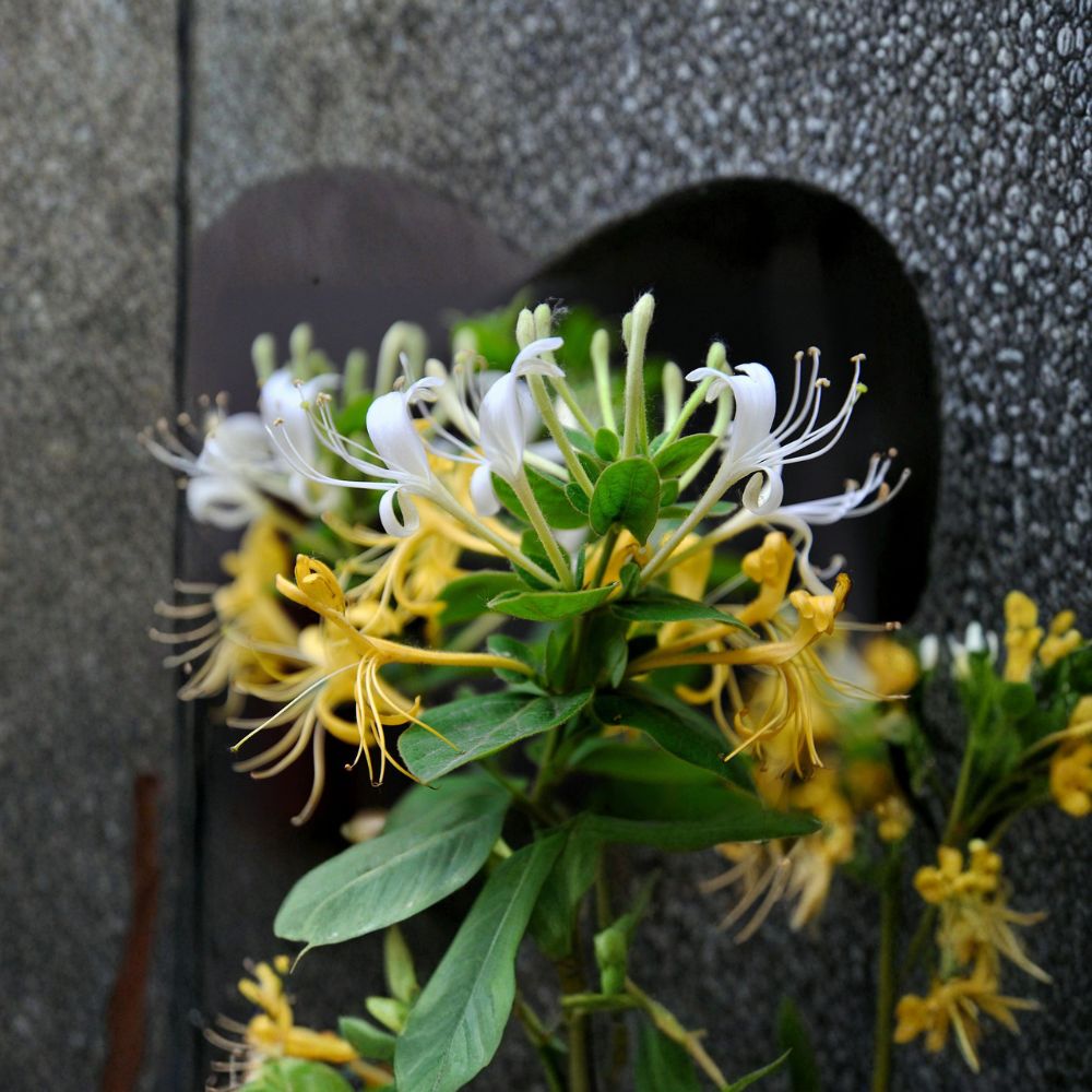 Japanese Honeysuckle Plant – Live Rooted Vine, Fragrant Climbing Plant, Lonicera japonica, Herbal Garden, Bonsai Suitable